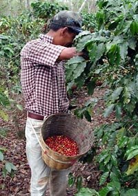 coffee-harvesting-cherries-coffeeresearchorg